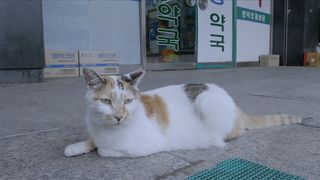 猫たちのアパートメント