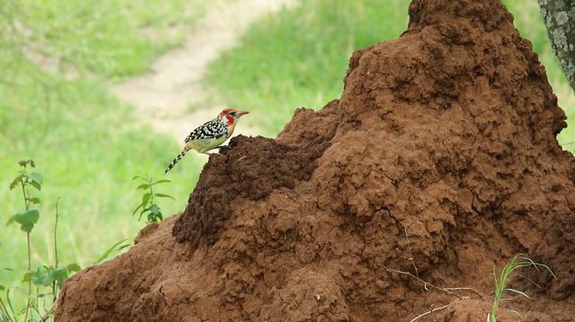 ウンチク／うんこが地球を救う