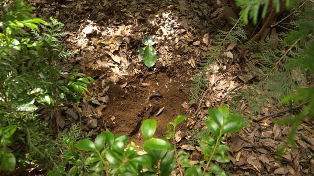 うんこと死体の復権