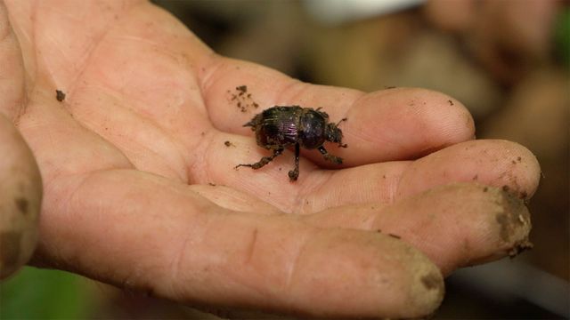 うんこと死体の復権