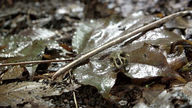 うんこと死体の復権