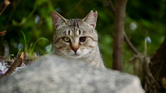 五香宮の猫