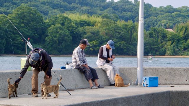 五香宮の猫