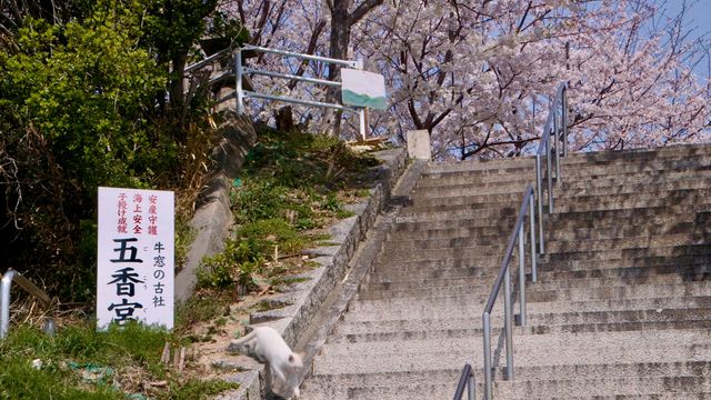 五香宮の猫