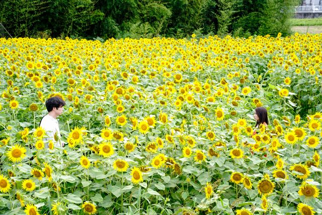 映画『盤上の向日葵』の画像（9枚目）