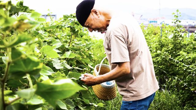 わたのまち、応答セヨ