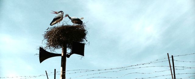 映画『アメリカッチ　コウノトリと幸せな食卓』の画像（12枚目）