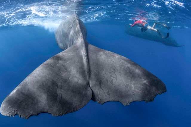 映画『パトリックとクジラ 6000日の絆』の画像（6枚目）