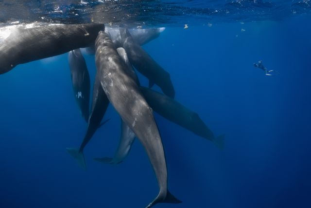 映画『パトリックとクジラ 6000日の絆』の画像（8枚目）