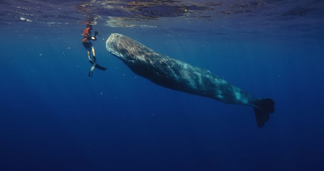 映画『パトリックとクジラ 6000日の絆』の画像（9枚目）