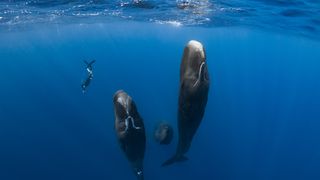 パトリックとクジラ 6000日の絆
