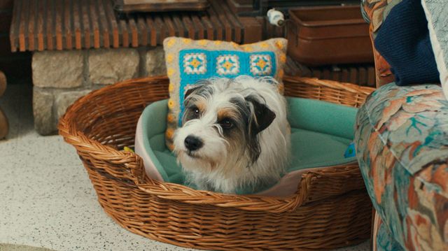 映画『ファンファーレ！ふたつの音』の画像（16枚目）