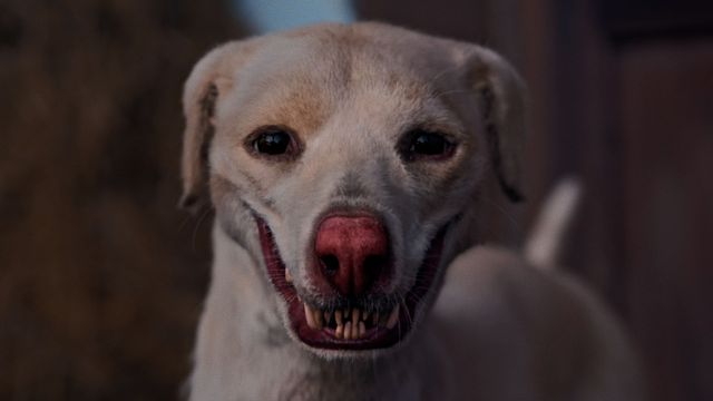 映画『狗神の業（カルマ）』の画像（2枚目）