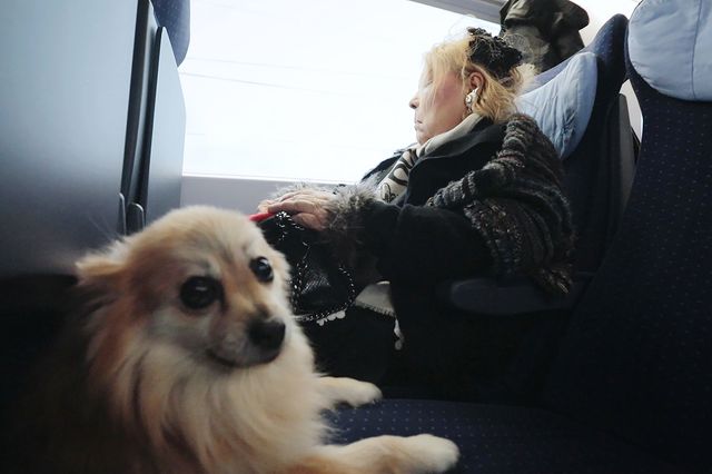 映画『フジコ・ヘミング　永遠の音色』の画像（11枚目）