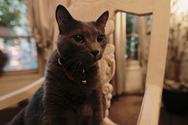 映画『フジコ・ヘミング　永遠の音色』の画像（12枚目）