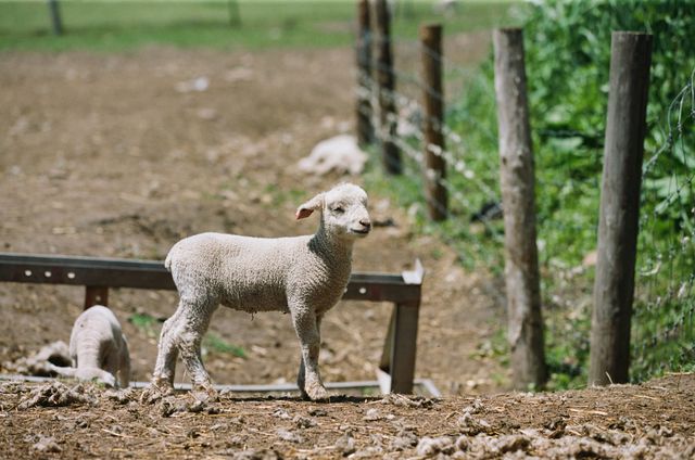 映画『北の食景』の画像（19枚目）