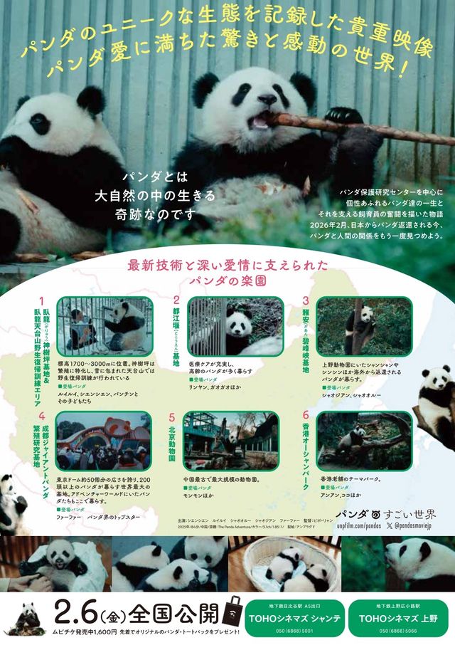 映画『パンダのすごい世界』の画像（3枚目）