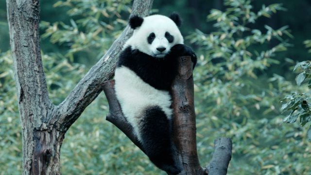 映画『パンダのすごい世界』の画像（6枚目）