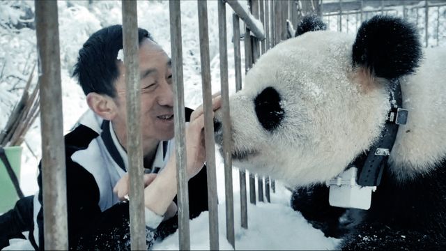 映画『パンダのすごい世界』の画像（7枚目）