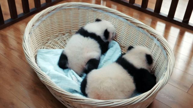 映画『パンダのすごい世界』の画像（11枚目）