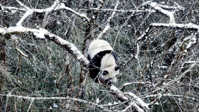 映画『パンダのすごい世界』の画像（12枚目）