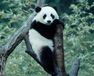 パンダのすごい世界