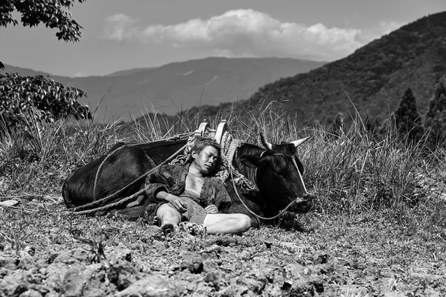 映画『黒の牛』の画像（6枚目）