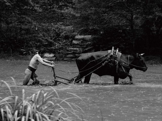 映画『黒の牛』の画像（8枚目）