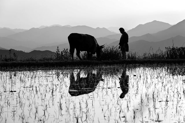 映画『黒の牛』の画像（11枚目）