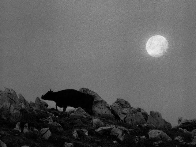 映画『黒の牛』の画像（14枚目）