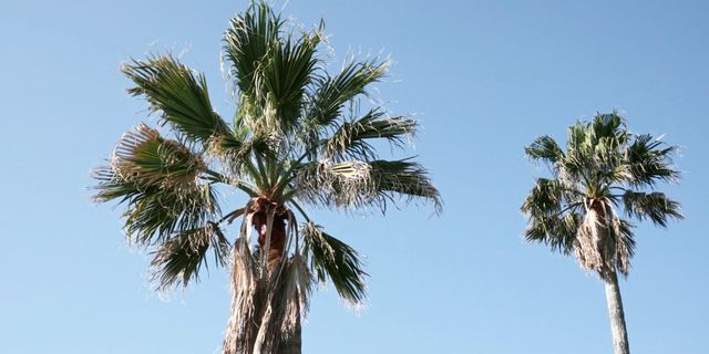 映画『椰子の高さ』の画像（8枚目）