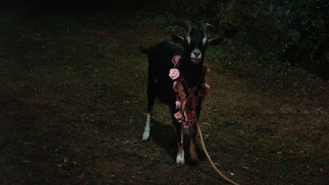 映画『FREWAKA／フレワカ』の画像（11枚目）