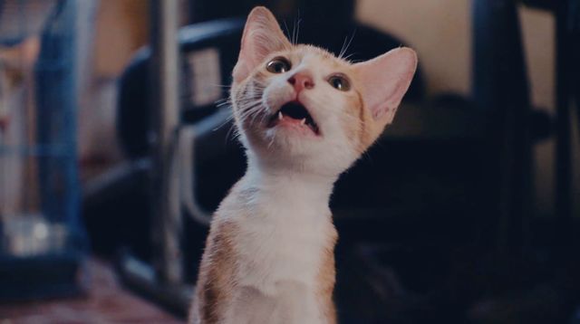 映画『CatVideoFest』の画像（2枚目）