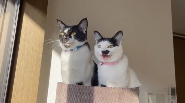 映画『CatVideoFest』の画像（3枚目）