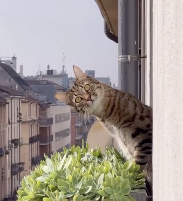 映画『CatVideoFest』の画像（4枚目）