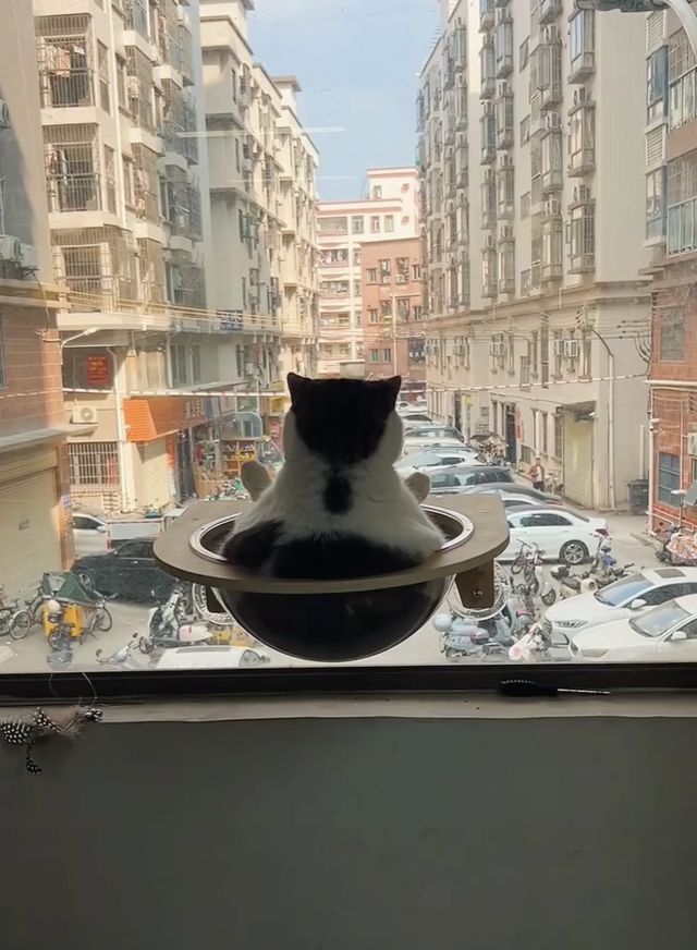 映画『CatVideoFest』の画像（5枚目）