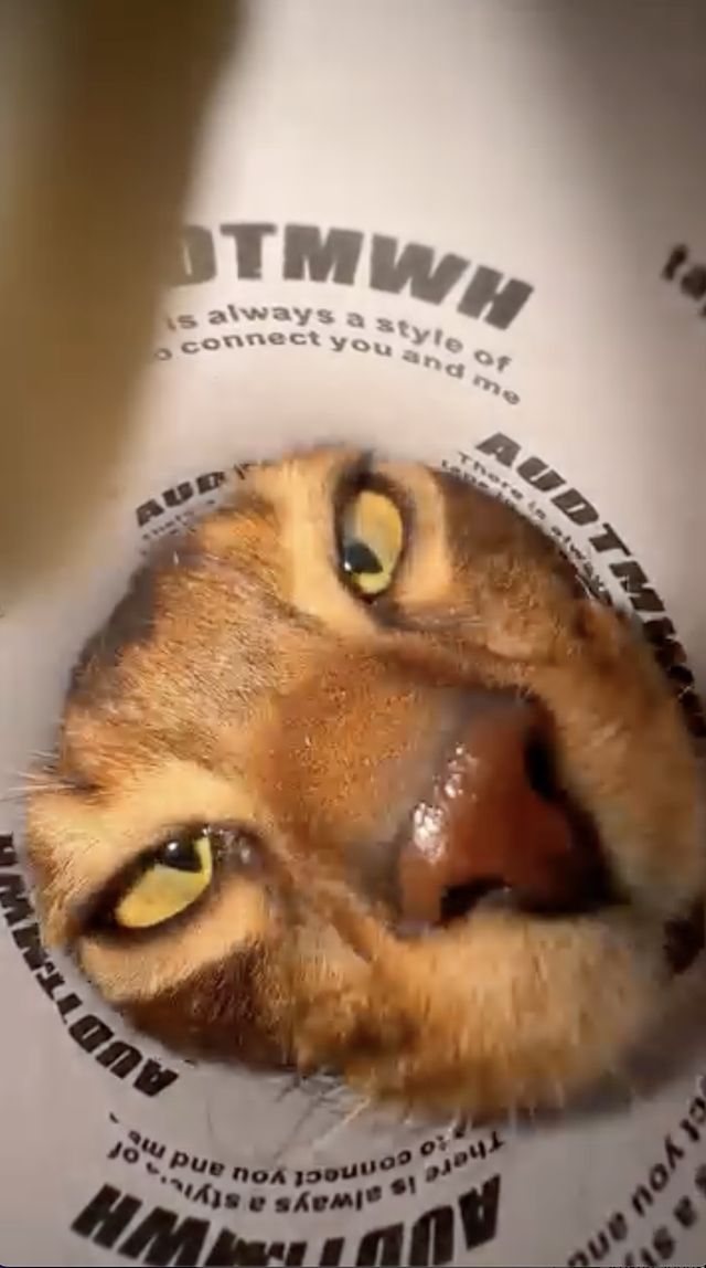 映画『CatVideoFest』の画像（6枚目）