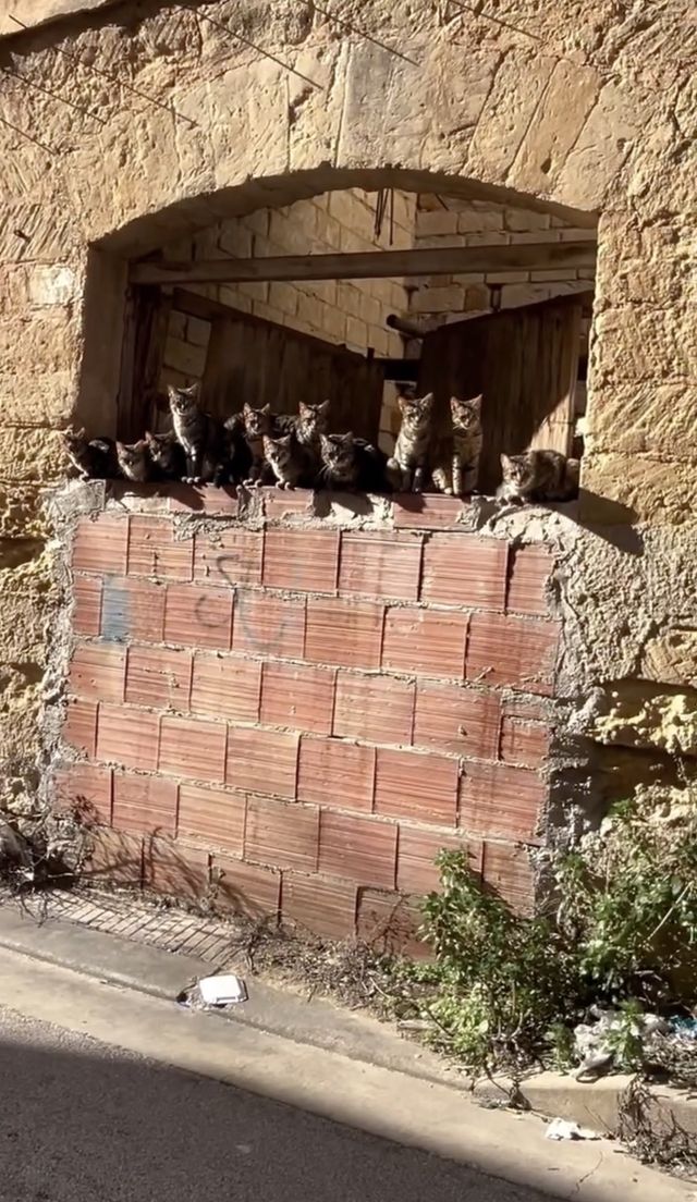 映画『CatVideoFest』の画像（7枚目）