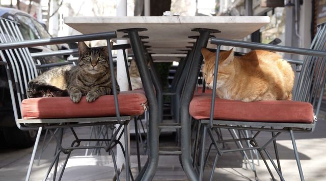 映画『CatVideoFest』の画像（8枚目）