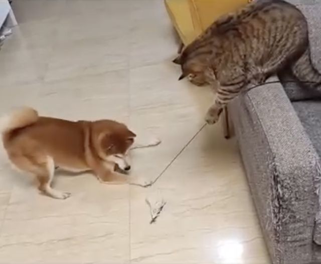 映画『CatVideoFest』の画像（10枚目）