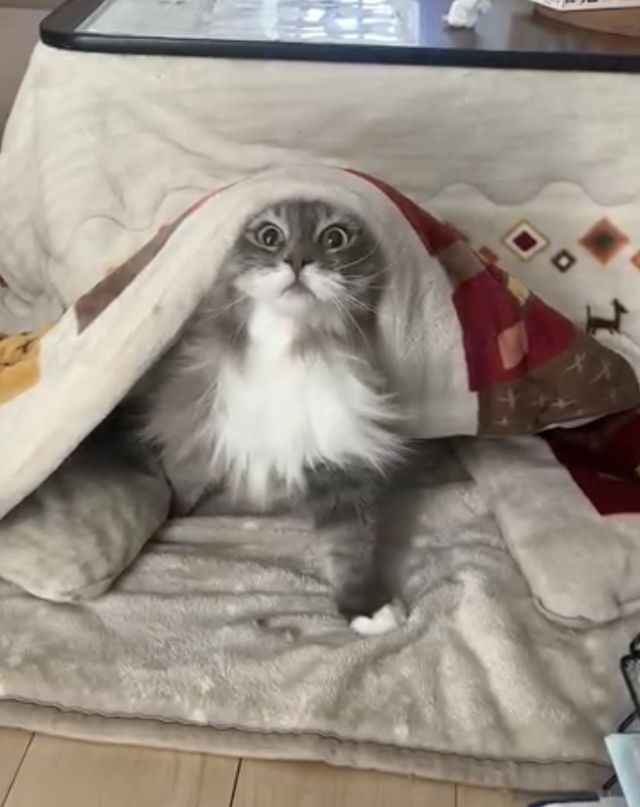 映画『CatVideoFest』の画像（11枚目）