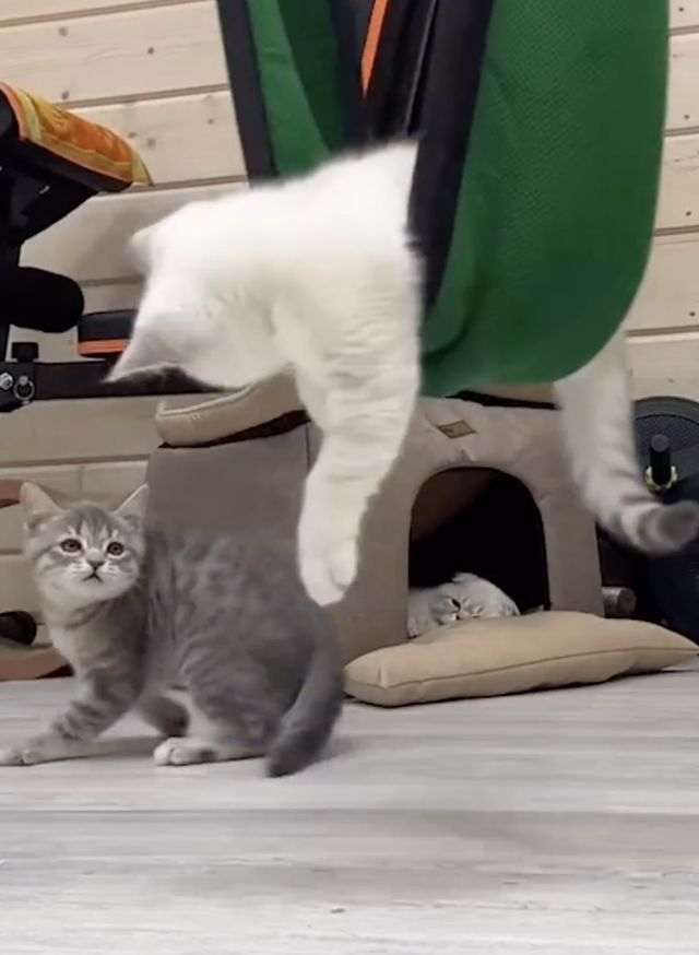 映画『CatVideoFest』の画像（12枚目）