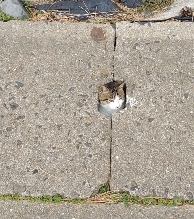 映画『CatVideoFest』の画像（13枚目）