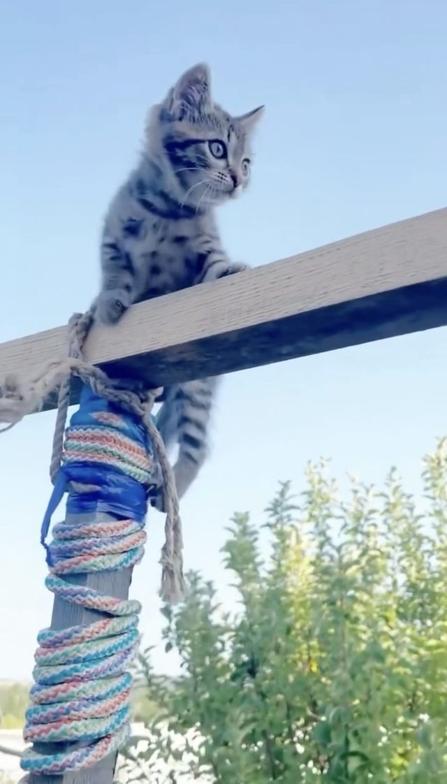 映画『CatVideoFest』の画像（14枚目）