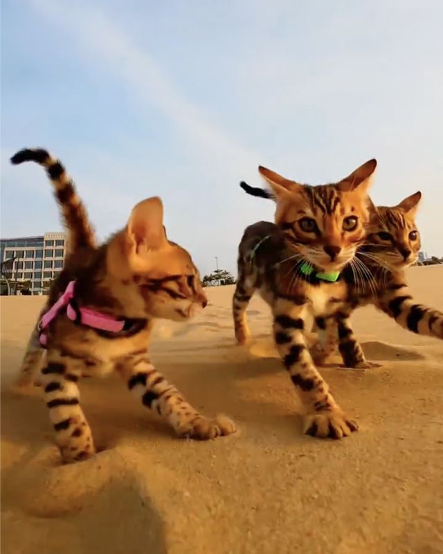 映画『CatVideoFest』の画像（15枚目）