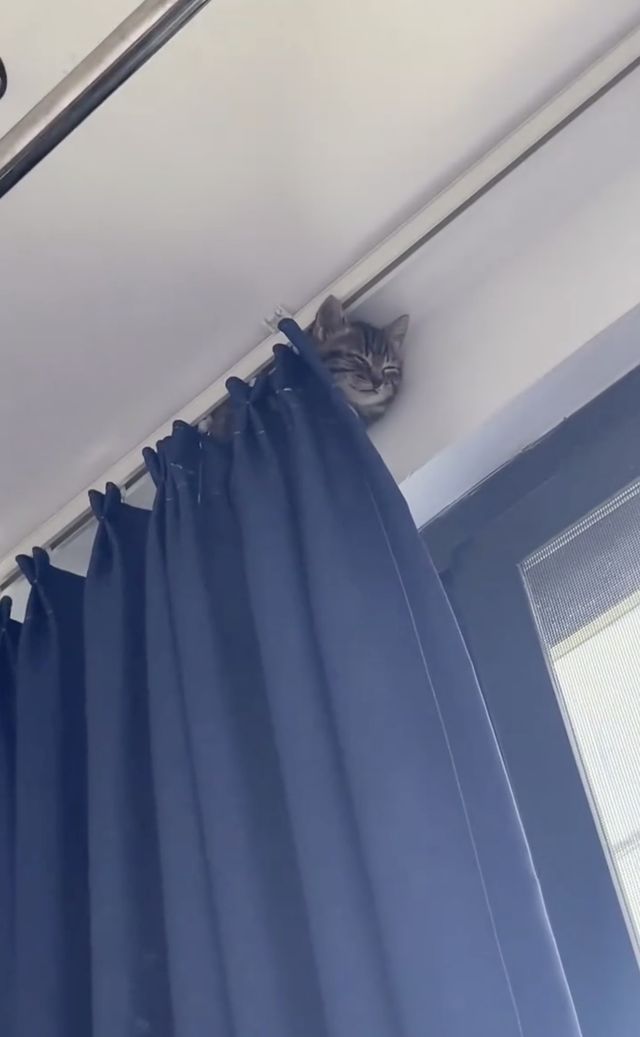 映画『CatVideoFest』の画像（16枚目）