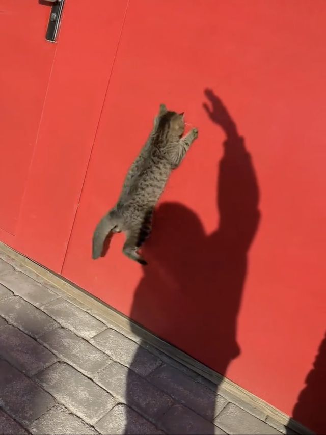 映画『CatVideoFest』の画像（17枚目）