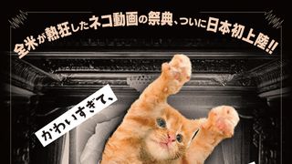 CatVideoFest