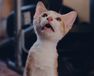 CatVideoFest
