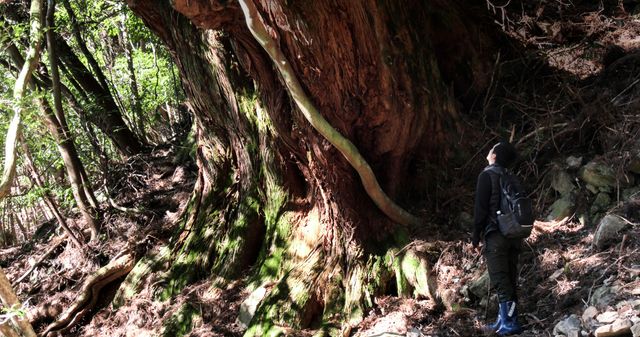 映画『森に聴く Listen to the Forest』の画像（4枚目）